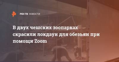 В двух чешских зоопарках скрасили локдаун для обезьян при помощи Zoom - ren.tv - Чехия