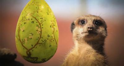 Охота на пасхальные яйца: обитателям зоопарка в Лондоне устроили сюрприз – видео - ru.armeniasputnik.am - Англия - Лондон - Армения