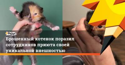 Брошенный котенок поразил сотрудников приюта своей уникальной внешностью - ridus.ru - штат Теннесси