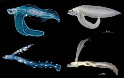 Ночные дайверы-фотографы помогают ученым исследовать неизвестные ранее личинки рыб: фото - bykvu.com - Украина - New York - штат Гавайи