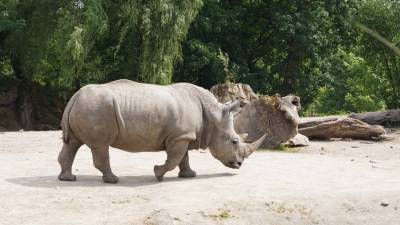 Намибийцы поставили носорогов под угрозу исчезновения из-за пандемии COVID-19 - riafan.ru - Намибия