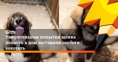 Уморительные попытки щенка попасть в дом заставили соцсети хохотать - ridus.ru