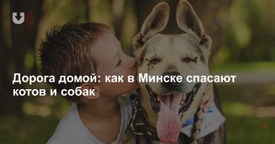 Дорога домой: как в Минске спасают котов и собак - news.tut.by - Минск