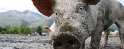 Второй за 2021 год очаг африканской чумы свиней зарегистрирован в Коми - runews24.ru - республика Коми - Сыктывкар - район Сыктывдинский