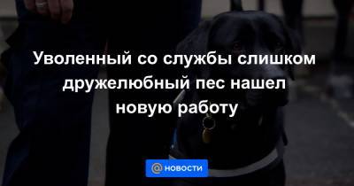 Уволенный со службы слишком дружелюбный пес нашел новую работу - news.mail.ru
