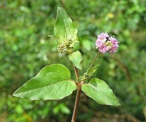 Бурхавия может бороться с Covid-19 - goodnews.ua