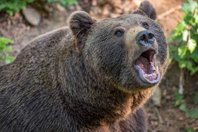 Два случая нападения медведей на людей зафиксировано в Нижегородской области в 2020 году - vgoroden.ru - Нижегородская обл.