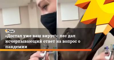 «Достал уже ваш вирус!»: пес дал исчерпывающий ответ на вопрос о пандемии - ridus.ru