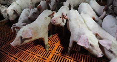 Картошка подешевела на 18%, свинина - на 8%: сельхозпроизводители Латвии бьют тревогу - lv.sputniknews.ru - Латвия - Рига