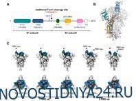 Генетики разобрались с ключевой мутацией вируса SARS-CoV-2 - novostidnya24.ru - Тайвань