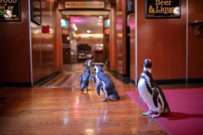 Как в кино: для чего пингвины посетили роскошный ресторан в Чикаго – фото - 24tv.ua