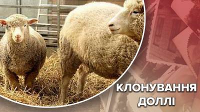 Первое успешное клонирование: почему состояние овцы Долли стало критическим - 24tv.ua - Эмираты - Южная Корея - Шотландия