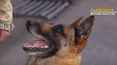 Собаки-защитники государства: секреты подготовки четвероногих пограничников – видео - 24tv.ua