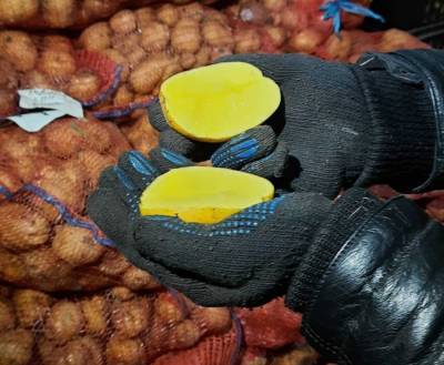 Новый высокоурожайный сорт картофеля выведен в Самарской области - interfax-russia.ru - Самарская обл. - Самара