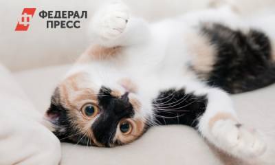 В МЭБ оценили необходимость вакцины для животных от COVID-19 - fedpress.ru - Москва