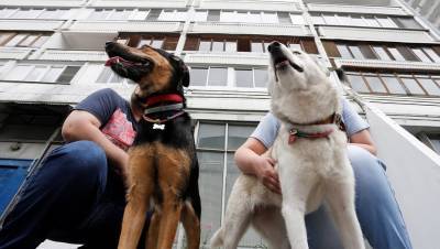 Каждой твари по паре: пандемия помогла заводчикам элитных пород собак - dp.ru - Санкт-Петербург