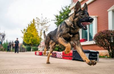 Служебная собака укусила полицейского, который бил мужчину: видео - 24tv.ua - Англия - Бристоль