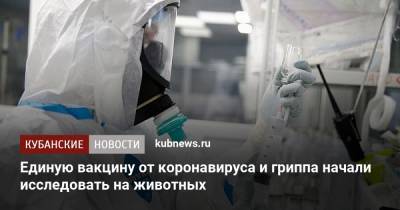 Ринат Максютов - Единую вакцину от коронавируса и гриппа начали исследовать на животных - kubnews.ru