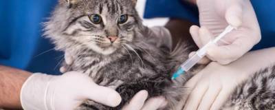 В Казахстане разработают свою вакцину от ковида для животных - runews24.ru - Казахстан