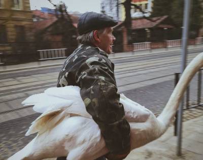 Во Львове из Стрыйского парка сбежал лебедь-шипун – забавные фото - 24tv.ua - Львов