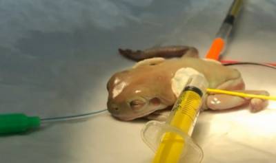 Уникальная операция: ветеринары удалили опухоль у 16-летней лягушки - 24tv.ua