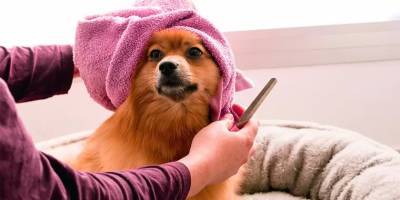 Пандемия вынудила парикмахера из Акко стать собачьим стилистом - detaly.co.il