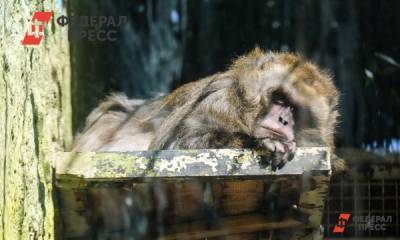 У челябинских приматов закончился карантин из-за COVID-19 - fedpress.ru - Челябинск
