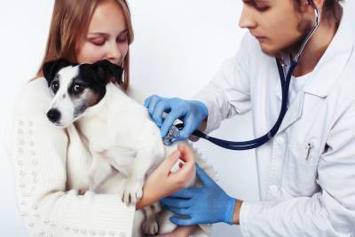 Что известно о вакцине от коронавируса для домашних животных? - skuke.net