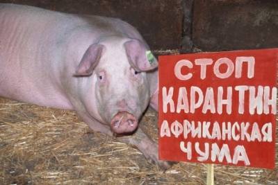 В Ярославле нашли чумную свинью - теперь начнётся резня - yar.mk.ru - Ярославская обл. - Ярославль - Костромская обл.