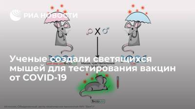 Ученые создали светящихся мышей для тестирования вакцин от COVID-19 - ria.ru - Россия - Москва - Белгород