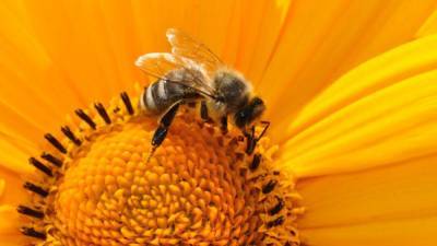 Медоносные пчелы оказались способны распознавать COVID-19 с помощью хоботка - nation-news.ru