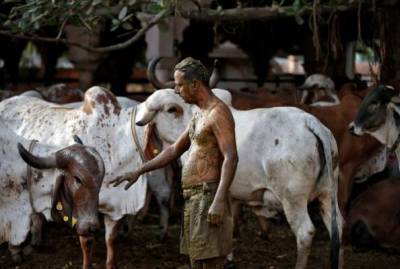 Радикальная терапия: индийцы ищут спасение от пандемии в коровьем навозе - eadaily.com