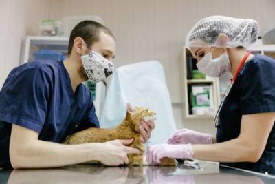 Вакцину против нескольких коронавирусов испытали на животных - interfax-russia.ru - Сша