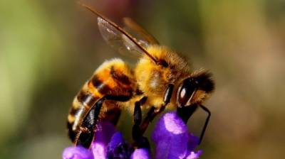 Биологи обучили пчел определять коронавирус по запаху - newinform.com