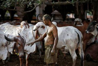 Индия - Индусы мажутся коровьим навозом, чтобы спастись от коронавируса - argumenti.ru