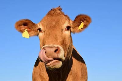 Индия - Индийские врачи выяснили, что фекалии коров не лечат коронавирус - news.vse42.ru