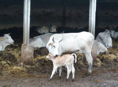 В Индии принялись защищаться от коронавируса навозом священных коров - rosbalt.ru