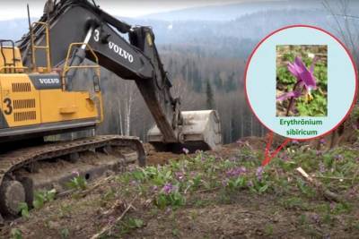 Угольный разрез в Кузбассе обвинили в уничтожении краснокнижных растений - tayga.info - Мыски