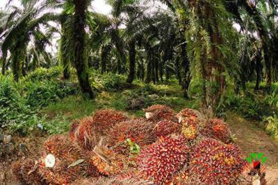 Цены на пальмовое масло взлетели на 120% - smartmoney.one - Москва - Индонезия - Малайзия