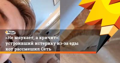 «Не мяукает, а кричит»: устроивший истерику из-за еды кот рассмешил Сеть - ridus.ru