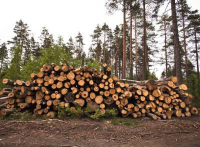 Минлесхоз прокомментировал новости о массовой вырубке леса - naviny.by - Минск