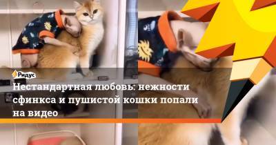 Нестандартная любовь: нежности сфинкса и пушистой кошки попали на видео - ridus.ru