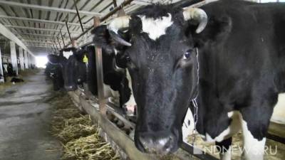 Власти США просят индийцев не ввозить коровий навоз - newdaynews.ru