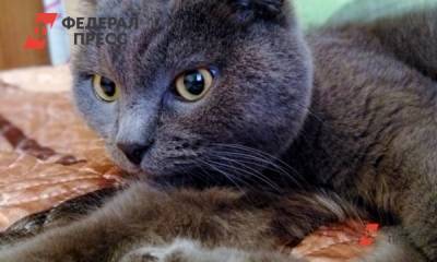 Тюменские коты пройдут бесплатное тестирование на COVID-19 - fedpress.ru - Тюмень
