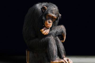 В Китае заявили об острой нехватке обезьян для опытов - mk.ru - Китай