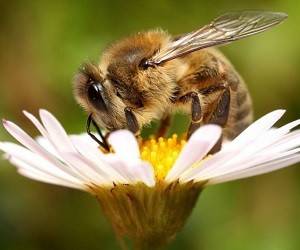 Ученые научили пчел определять коронавирус по запаху - goodnews.ua