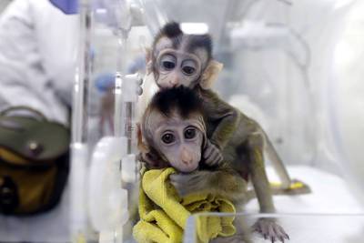 В Китае зафиксировали нехватку обезьян для лабораторных исследований - lenta.ru - Китай