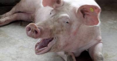 Никаких шуток. Свиньи и грызуны могут дышать задним проходом, -ученые - focus.ua