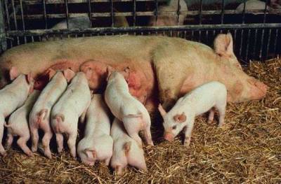 Учёные: Способность свиней дышать через задний проход поможет спасать пациентов с COVID-19 от смерти - actualnews.org