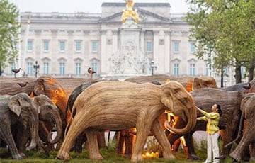 У Букингемского дворца установили 125 деревянных слонов - charter97.org